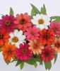 Zinnia x hybrida "Profusion Mix" - Zinnie