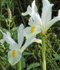 Iris hollandica "White Excelsior" - Hollndische Schwertlilie