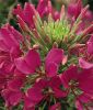 Cleome spinosa "Sparkler 2.0 F1 Rose" - Spinnenblume