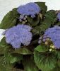 Ageratum houstonianum "Victoria Blue F1 (Aloha Blue F1)" - Leberbalsam