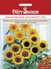 Helianthus annuus "Sunrich Mix" - Sonnenblume