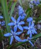 Scilla bifolia - Zweiblttriger Blaustern