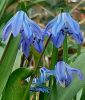 Scilla siberica "Spring Beauty" - Sibirischer Blaustern