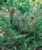 Foeniculum vulgare "Rubrum" - Bronzefenchel