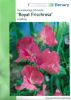 Lathyrus odoratus "Royal Frischrosa" - Riesenblumige Edelwicke