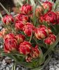 Wildtulpe Tulipa humilis "Samantha" - Krokustulpe