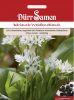 Brlauch / Wald-Knoblauch - Allium ursinum
