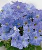 Petunia grandiflora "Parade Plus F1 Sky Blue" - Petunie