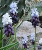 Muscari latifolium "Grape Ice" - Breitblttrige Traubenhyazinthe