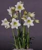 Hippeastrum - Amaryllis "White Garden" (Zimmerpflanze)