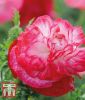 Papaver rhoeas "Supreme" - Klatschmohn