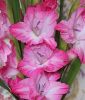 Edel-Gladiole "Fairytale Pink"