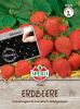 Erdbeere "Elan F1" - Fragaria ananassa