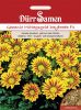 Gazania splendens "Daybreak F1 Red Stripe" - Mittagsgold