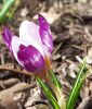 Wildkrokus Crocus sieberi "Hubert Edelsten" - Sieber-Krokus