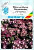 Phlox drummondii "Sternenzauber" - Flammenblume, Sommerphlox