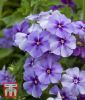 Phlox drummondii "Moody Blues" - Flammenblume, Sommerphlox