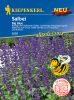 Salvia longispicata x farinacea "Big Blue F1" - Garten-Salbei