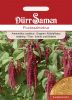 Amaranthus caudatus - Fuchsschwanz