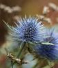 Eryngium planum (Flachblatt-Edeldistel)