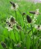 Spitzwegerich - Plantago lanceolata