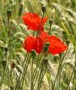 Papaver rhoeas - Wilder Klatschmohn