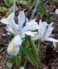 Iris reticulata "White Caucasus" - Zwerg-Iris