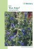 Salvia patens "Blue Angel" - Azursalbei, Mexikanischer Salbei