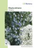 Campanula cochleariifolia - Zwerg-Glockenblume
