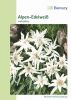 Leontopodium alpinum - Alpen-Edelwei