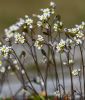 Saxifraga granulata flore pleno - Knllchen-Steinbrech
