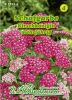 Achillea millefolium "Kirschknigin" - Schafgarbe