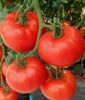 Fleischtomate "Pyros F1" - Solanum lycopersicum