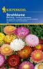 Helichrysum bracteatum "Mischung" - Strohblume