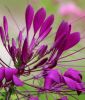 Cleome spinosa "Sparkler 2.0 F1 Violet" - Spinnenblume
