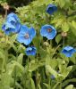 Meconopsis betonicifolia - Blauer Scheinmohn