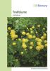 Trollius europaeus - Trollblume