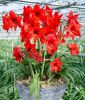 Hippeastrum - Amaryllis "Red Garden" (Zimmerpflanze)