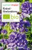 Campanula glomerata - Knuel-Glockenblume (Bio-Samen)