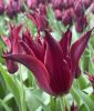 Lilienbltige Tulpe Sarah Raven