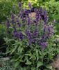 Salvia farinacea "Evolution Violet" - Mehl-Salbei