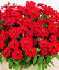 Zinnia x hybrida "Profusion Red" - Zinnie