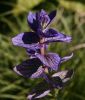 Salvia viridis "Oxford Blue" - Buntschopfsalbei