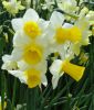 Narcissus jonquilla "Golden Echo"