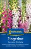 Digitalis purpurea "Excelsior Mischung" - Fingerhut