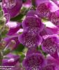 Digitalis purpurea "Monstrosa" - Fingerhut