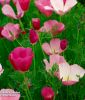 Eschscholzia californica "Purple Gleam" - Kalifornischer Mohn