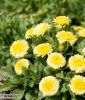 Calendula officinalis "Double Lemon" - Ringelblume